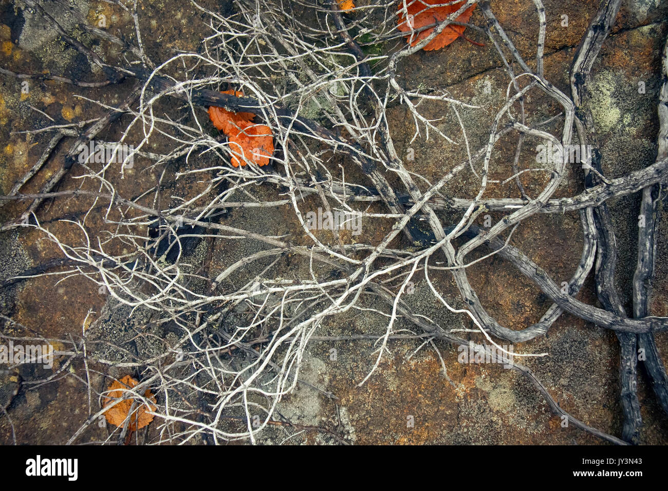 Death of plants, deforestation. In air pollution and fires in forest