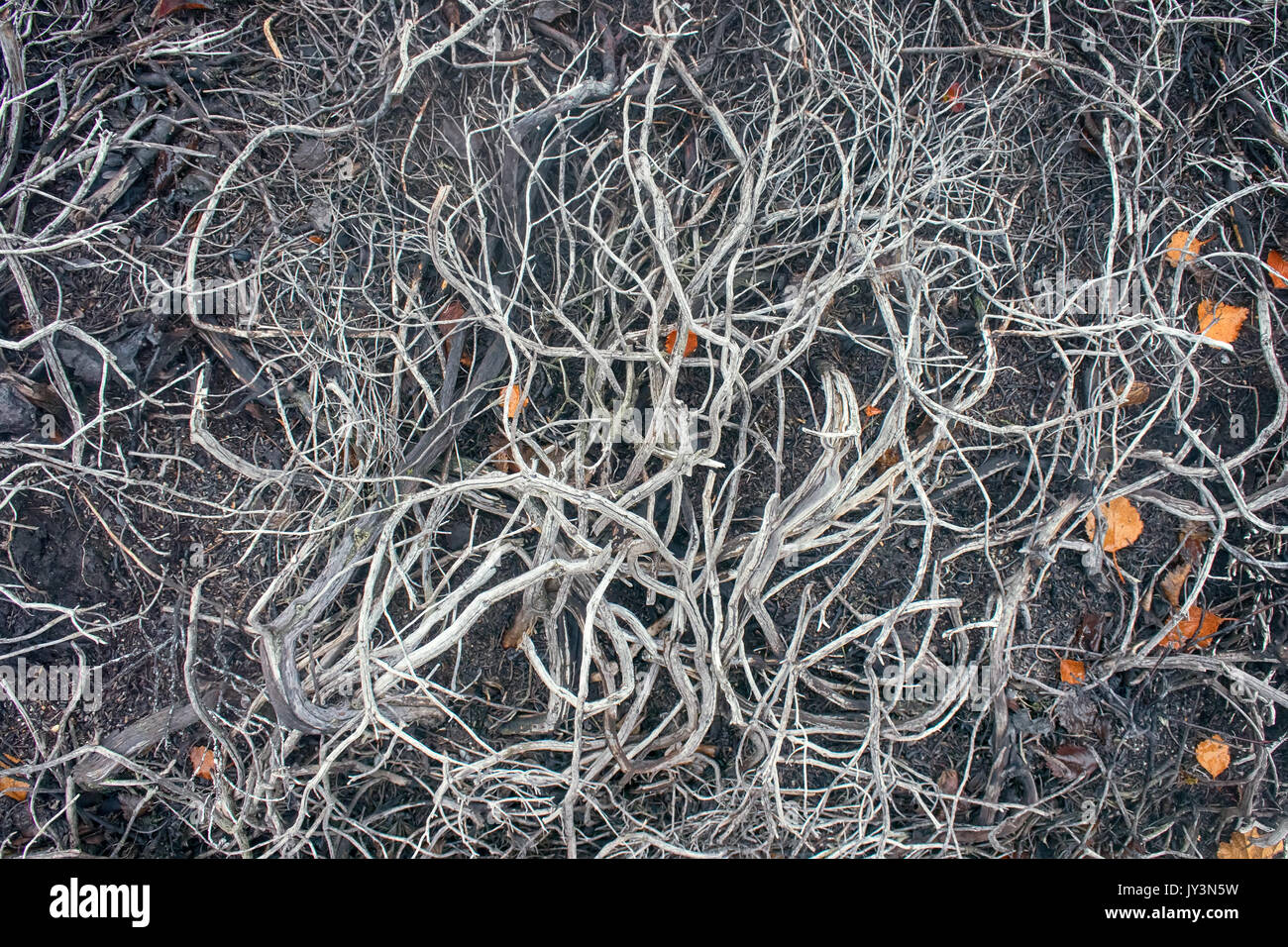 Death of plants, deforestation. In air pollution and fires in forest