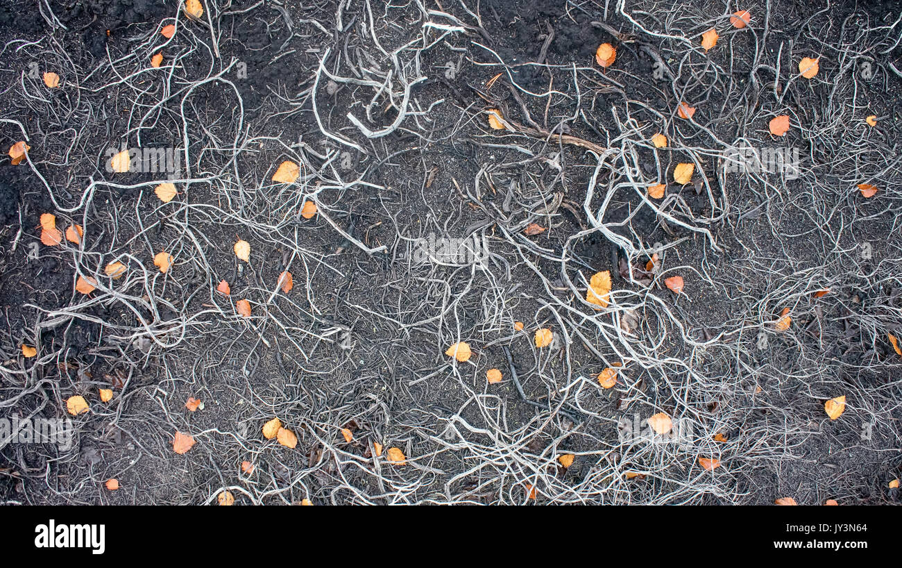 Death of plants, deforestation. In air pollution and fires in forest