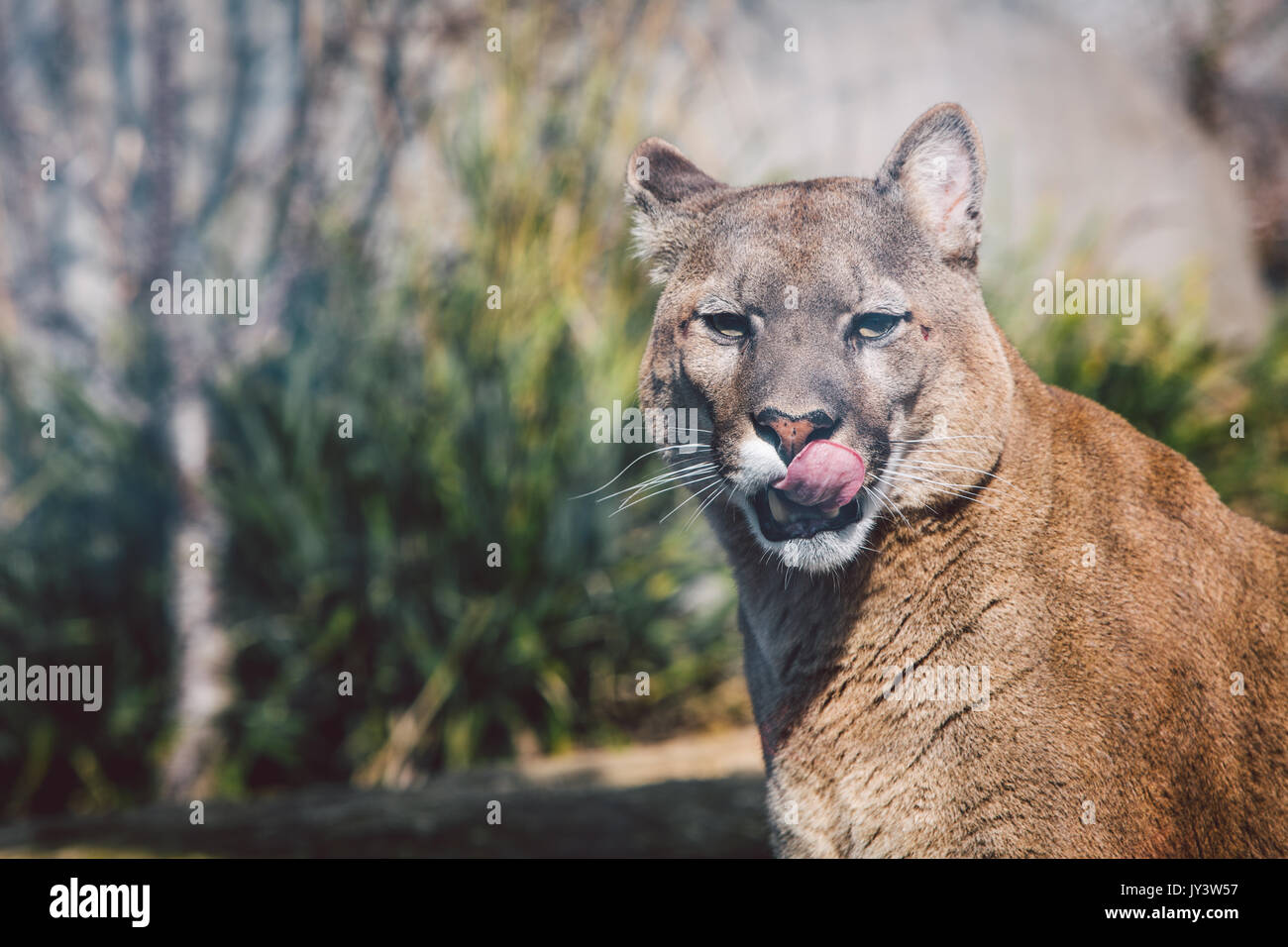 Lynx in mountain Stock Photo