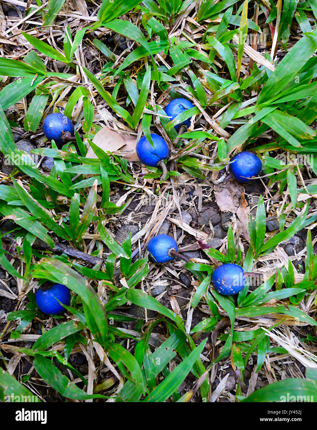Blue Quandong (Elaeocarpus grandis) rainforest fruit is one of cassowaries favourite food. Cape Tribulation, Far North Queensland, FNQ, QLD, Australia Stock Photo