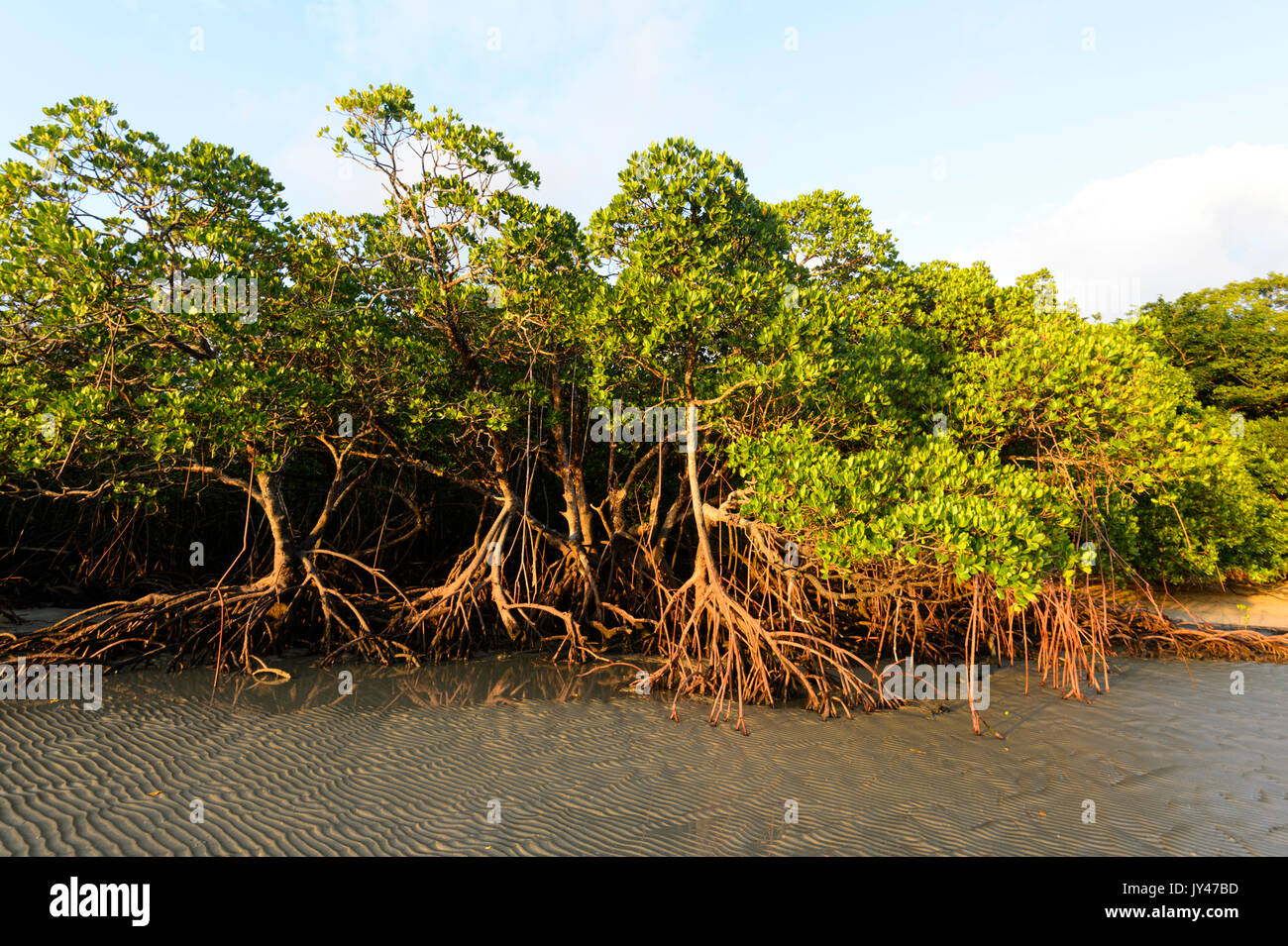 Mangrove Forest at sunrise, Myall Beach, Cape Tribulation, Daintree National Park, Far North Queensland, FNQ, QLD, Australia Stock Photo