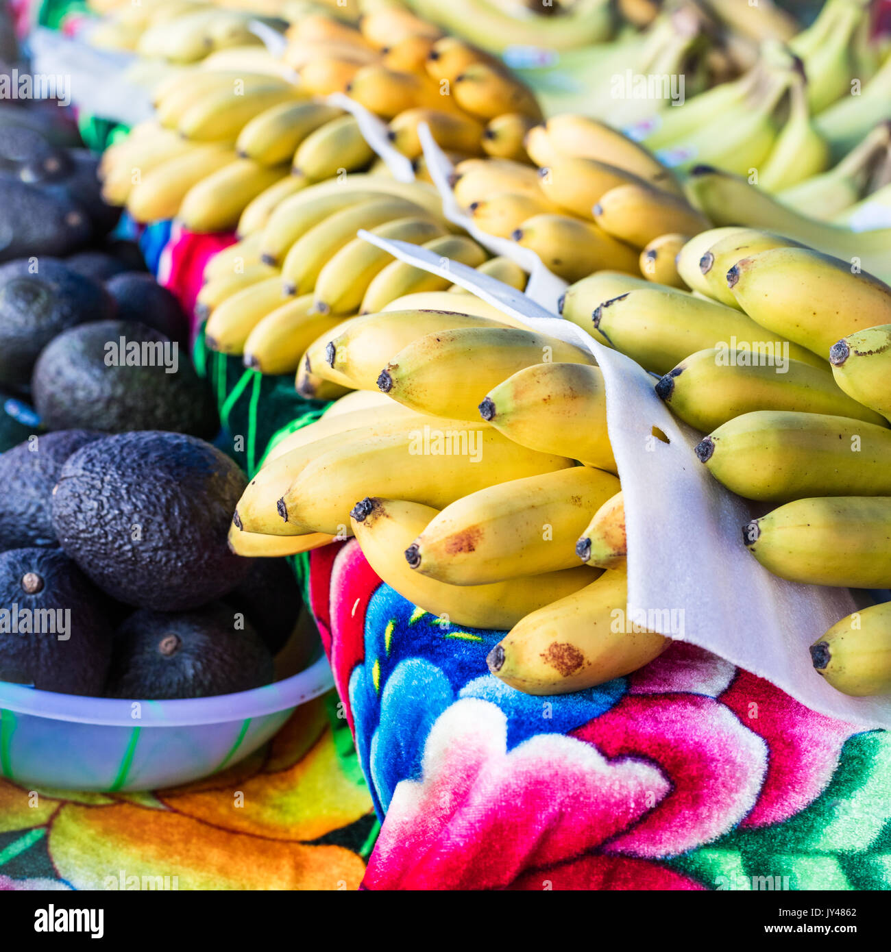 A square photo of rows of bananas and avacados at a farmers market. Stock Photo