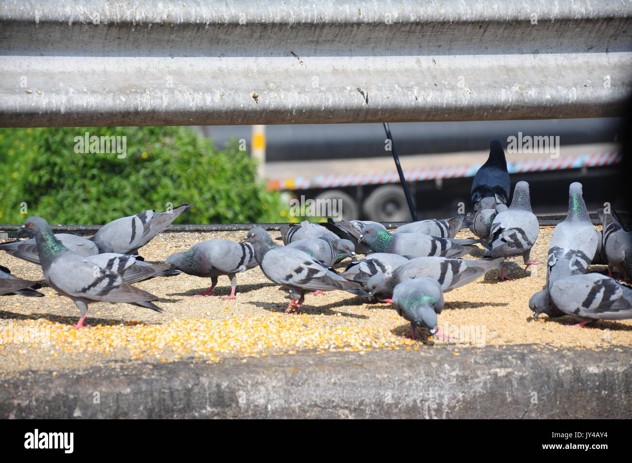 Pigeon In New Delhi, Kabootarbazi, Passion Of Pigeon Keeping, Pigeon ...