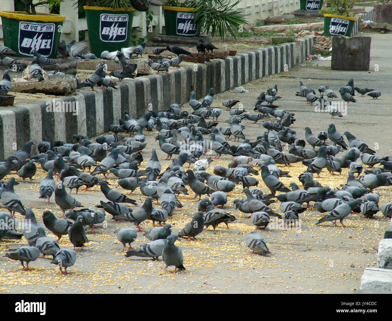 Pigeon in New Delhi, Kabootarbazi, Passion of Pigeon Keeping, pigeon flies in a park, Resting