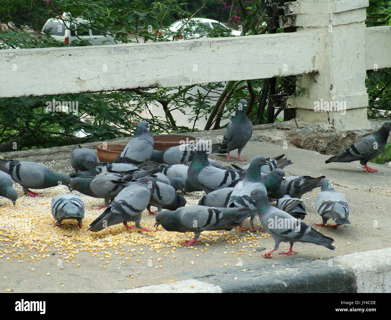 Pigeon in New Delhi, Kabootarbazi, Passion of Pigeon Keeping, pigeon flies in a park, Resting