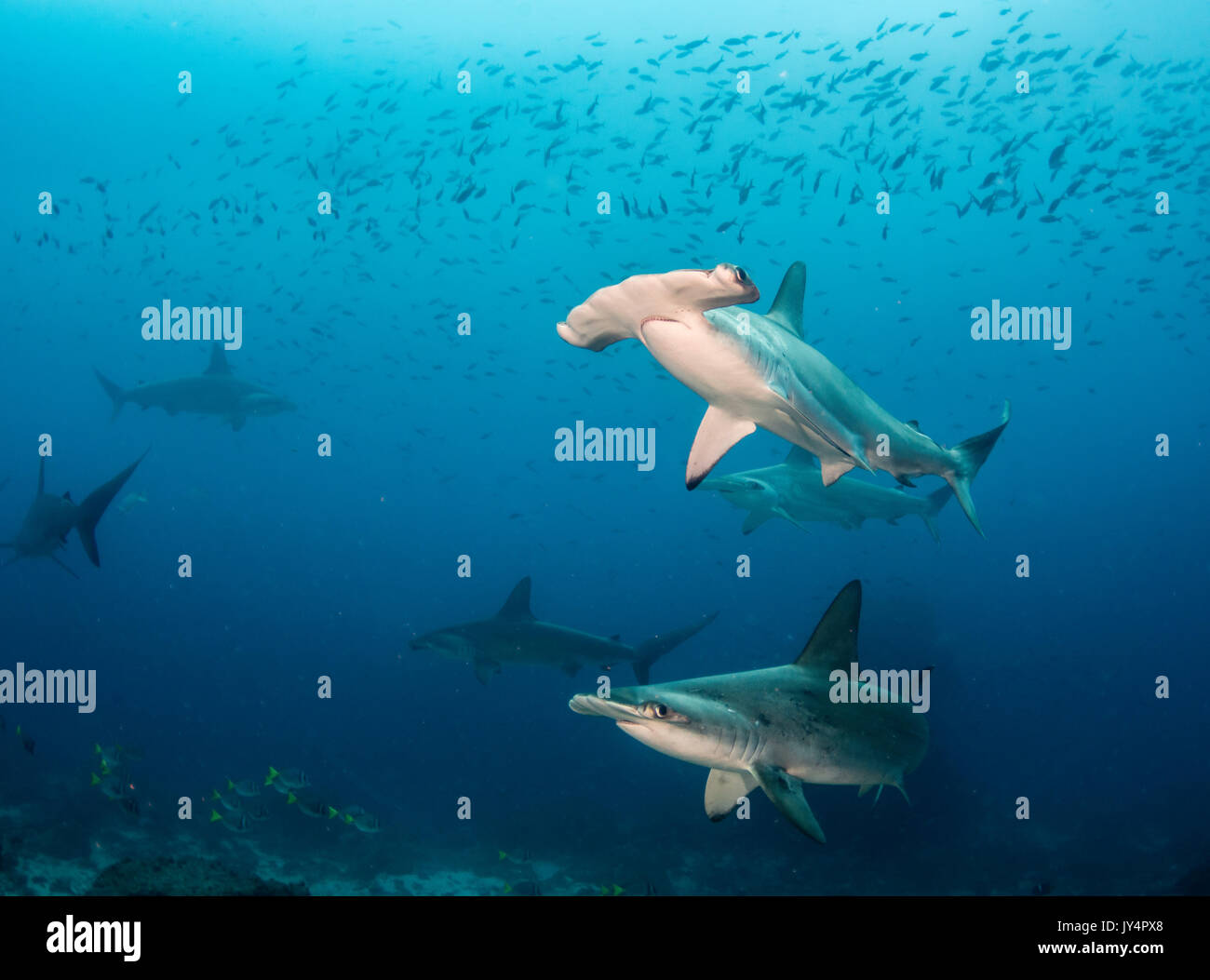 Underwater view of a school of scalloped hammerhead sharks, Darwin ...