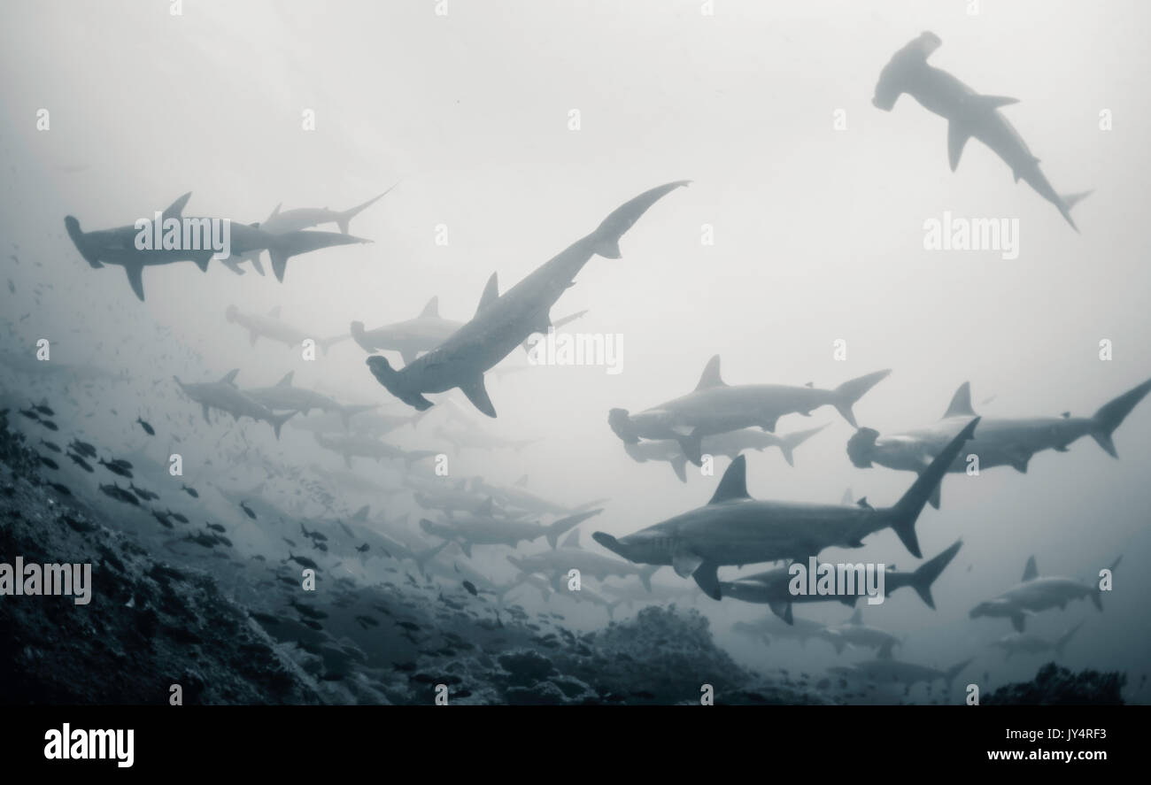 Underwater view of a school of scalloped hammerhead sharks, Darwin