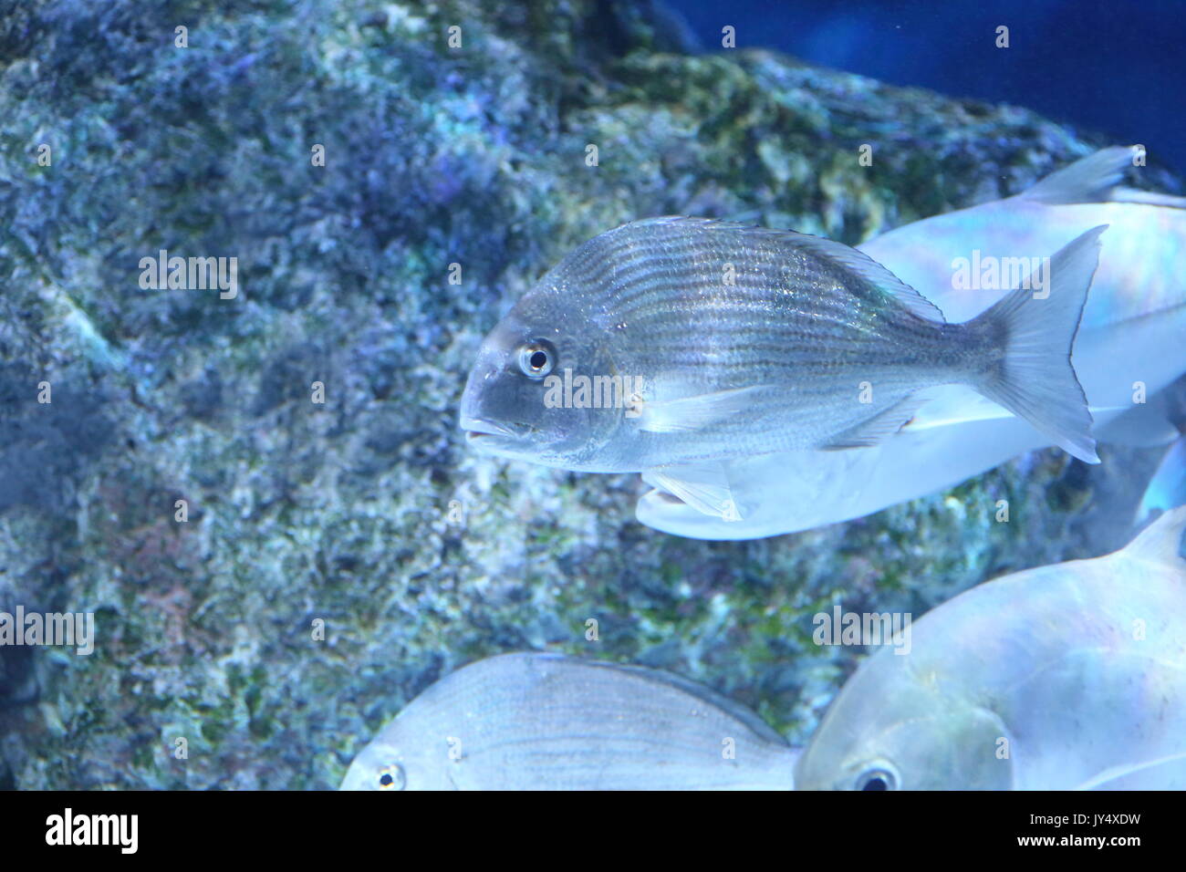 Red seabream (Pagrus major) in Japan Stock Photo