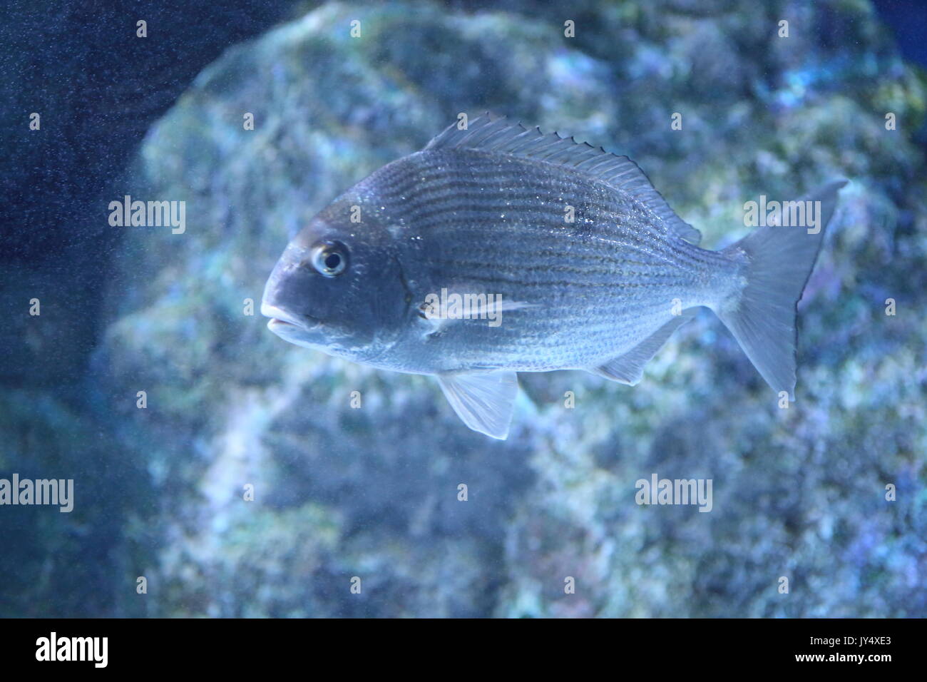 Red seabream (Pagrus major) in Japan Stock Photo