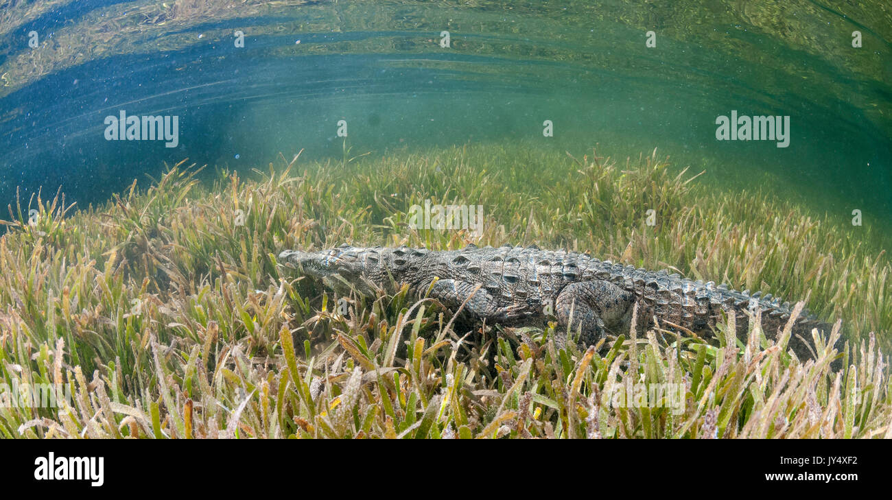 Underwater view of a cuban crocodile walking along the bottom ona bed of sea grass in the mangroves area of the Gardens of the Queens, Cuba. Stock Photo