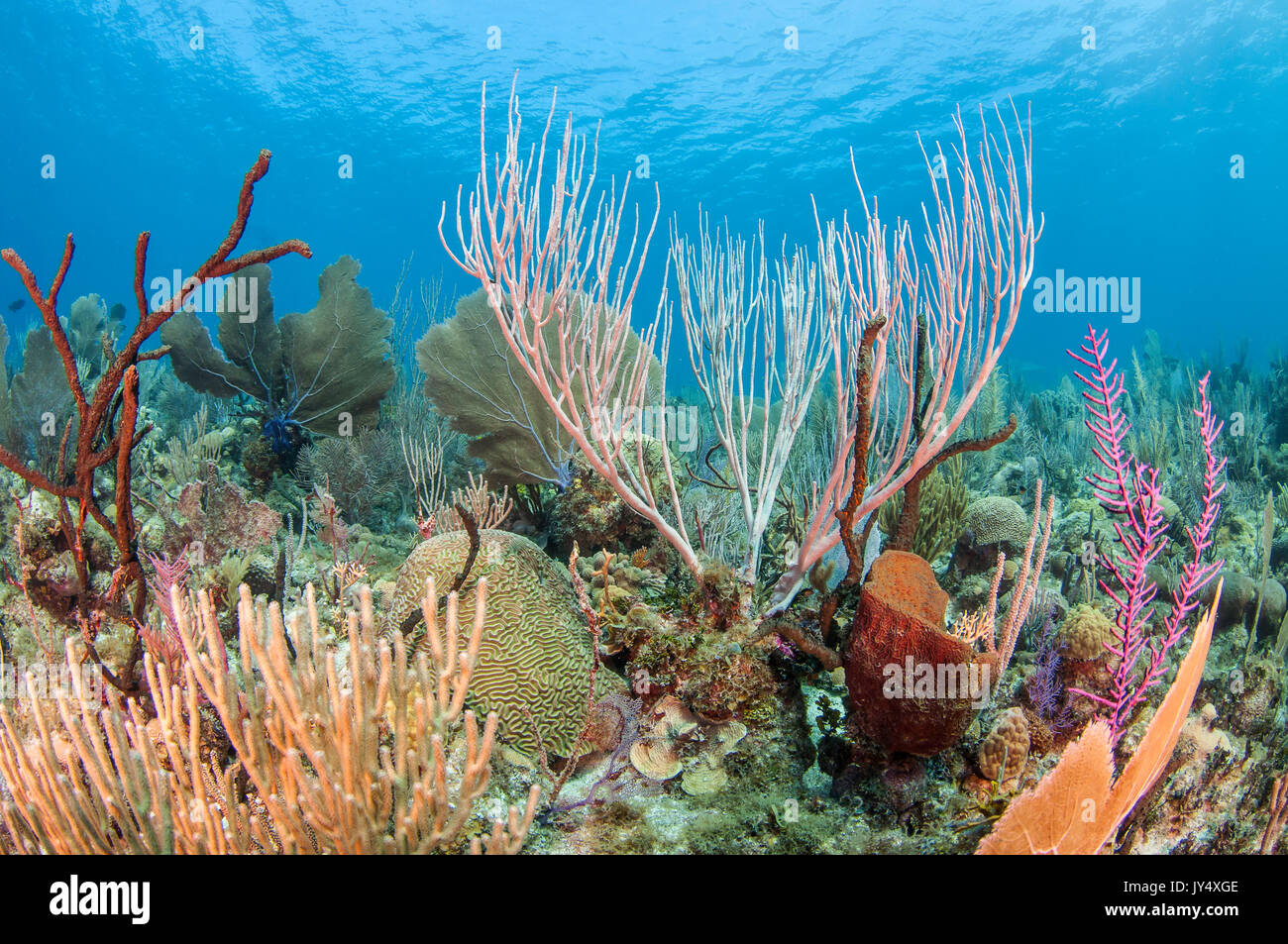 Underwater view of a coral reef scene showing hard and soft corals, Gardens of the Queens, Cuba. Stock Photo