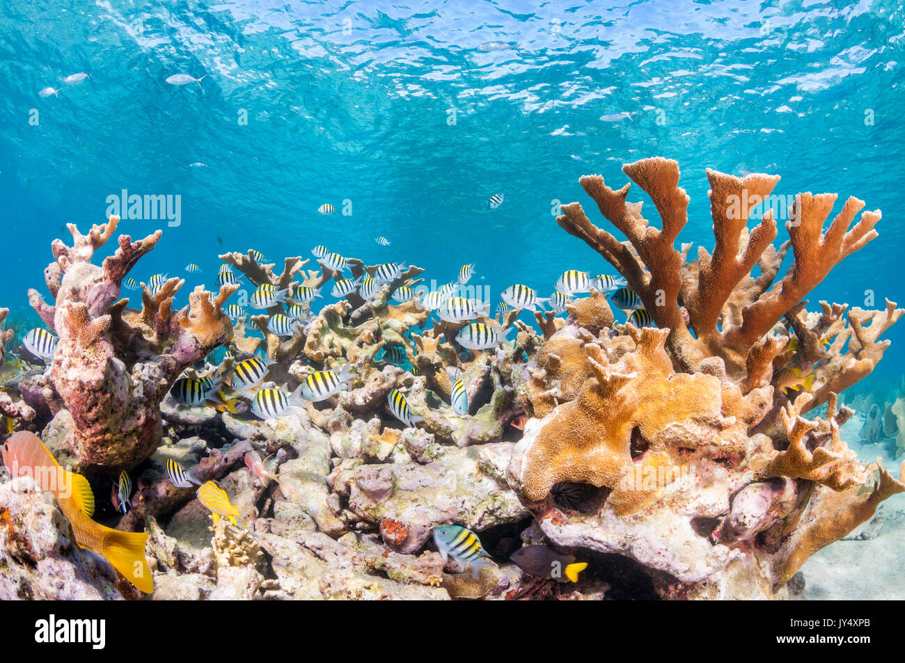 Queens Reeef Underwater reef scene showing hard corals and schools of tropical fish ...