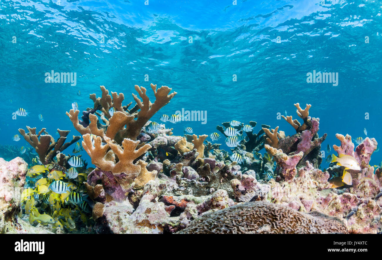 Underwater scene coral reef tropical hi-res stock photography and ...
