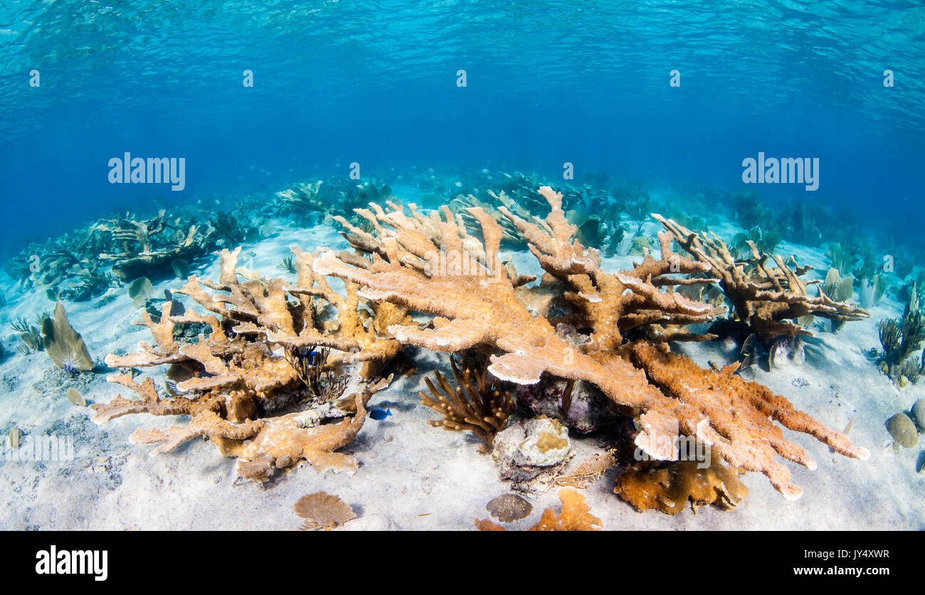 Underwater reef scene showing hard corals and schools of tropical fish in shallow water, Gardens of the Queens, Cuba. Stock Photo