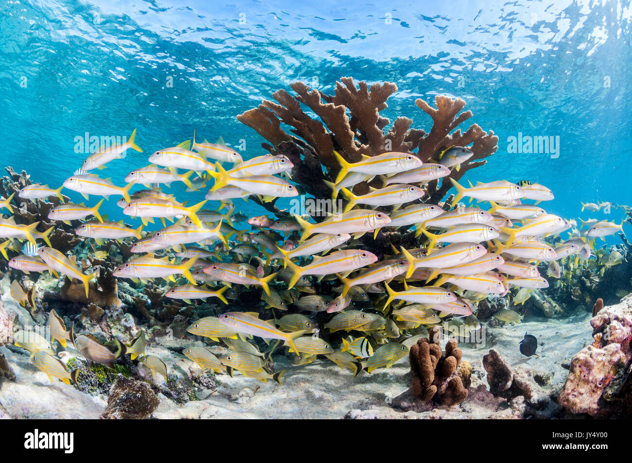 Underwater reef scene showing hard corals and schools of tropical fish in shallow water, Gardens of the Queens, Cuba. Stock Photo