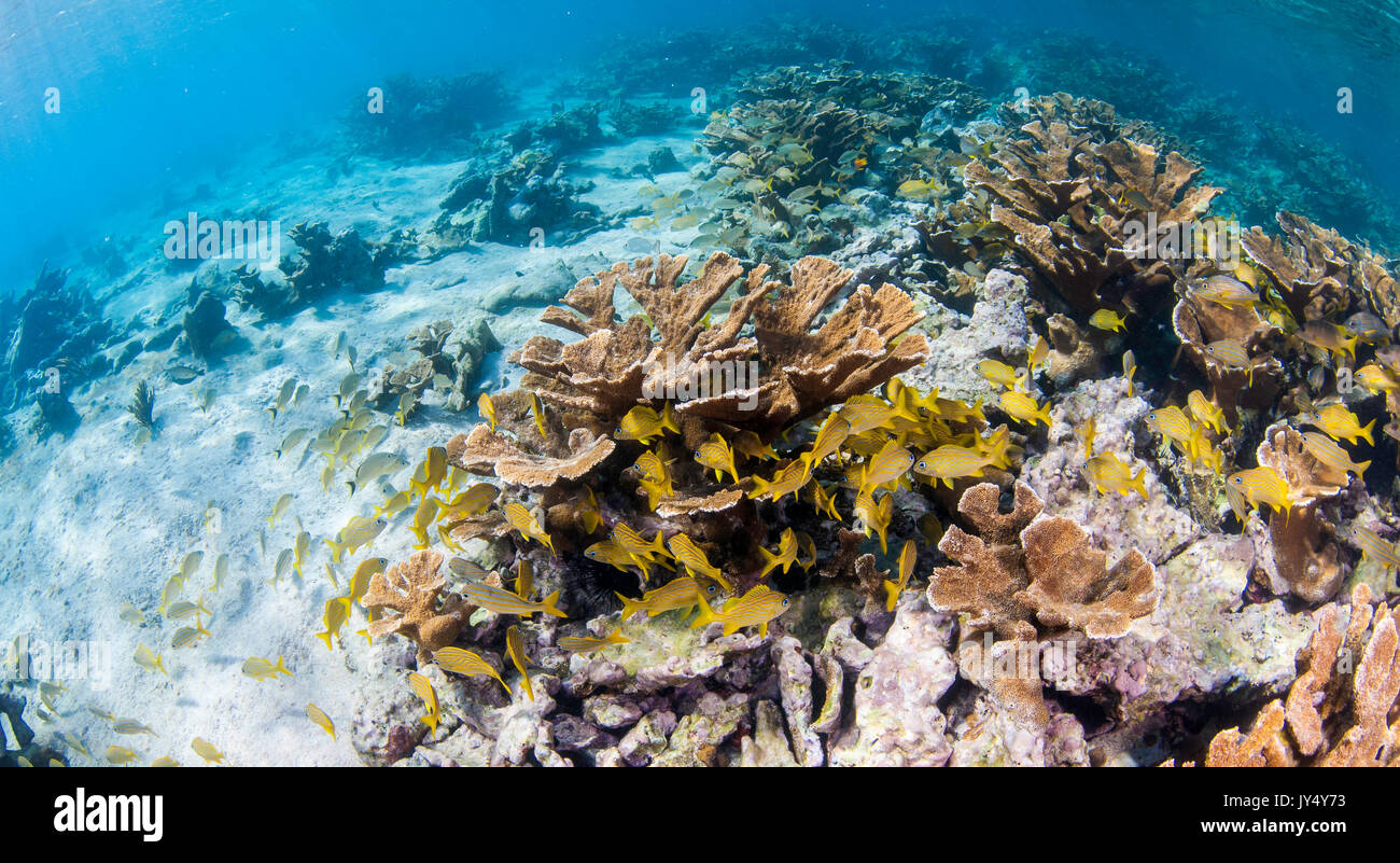 Queens Reeef Underwater reef scene showing hard corals and schools of tropical fish ...