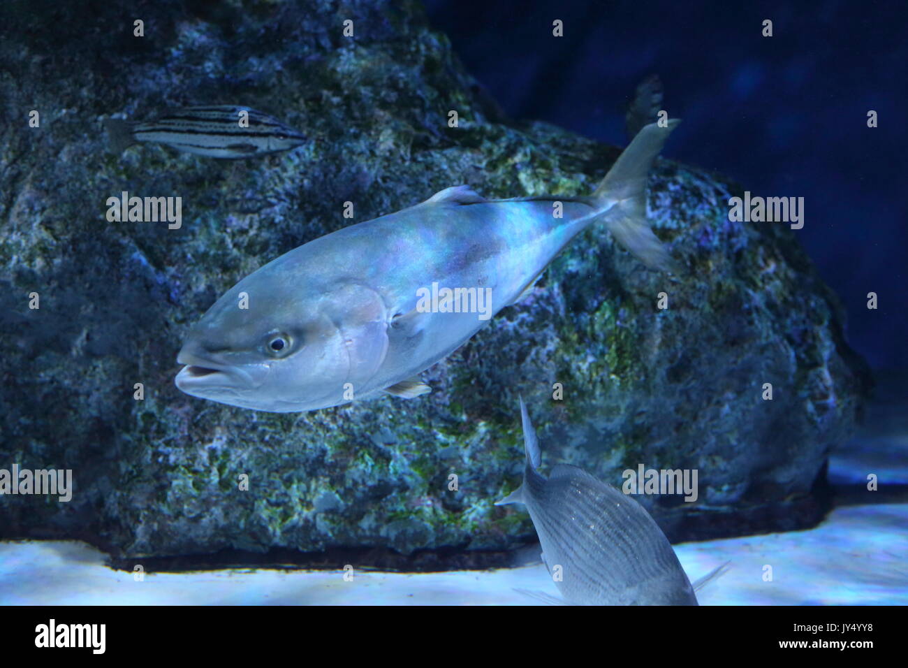 Japanese amberjack or Five-ray yellowtail (Seriola quinqueradiata) in Japan Stock Photo