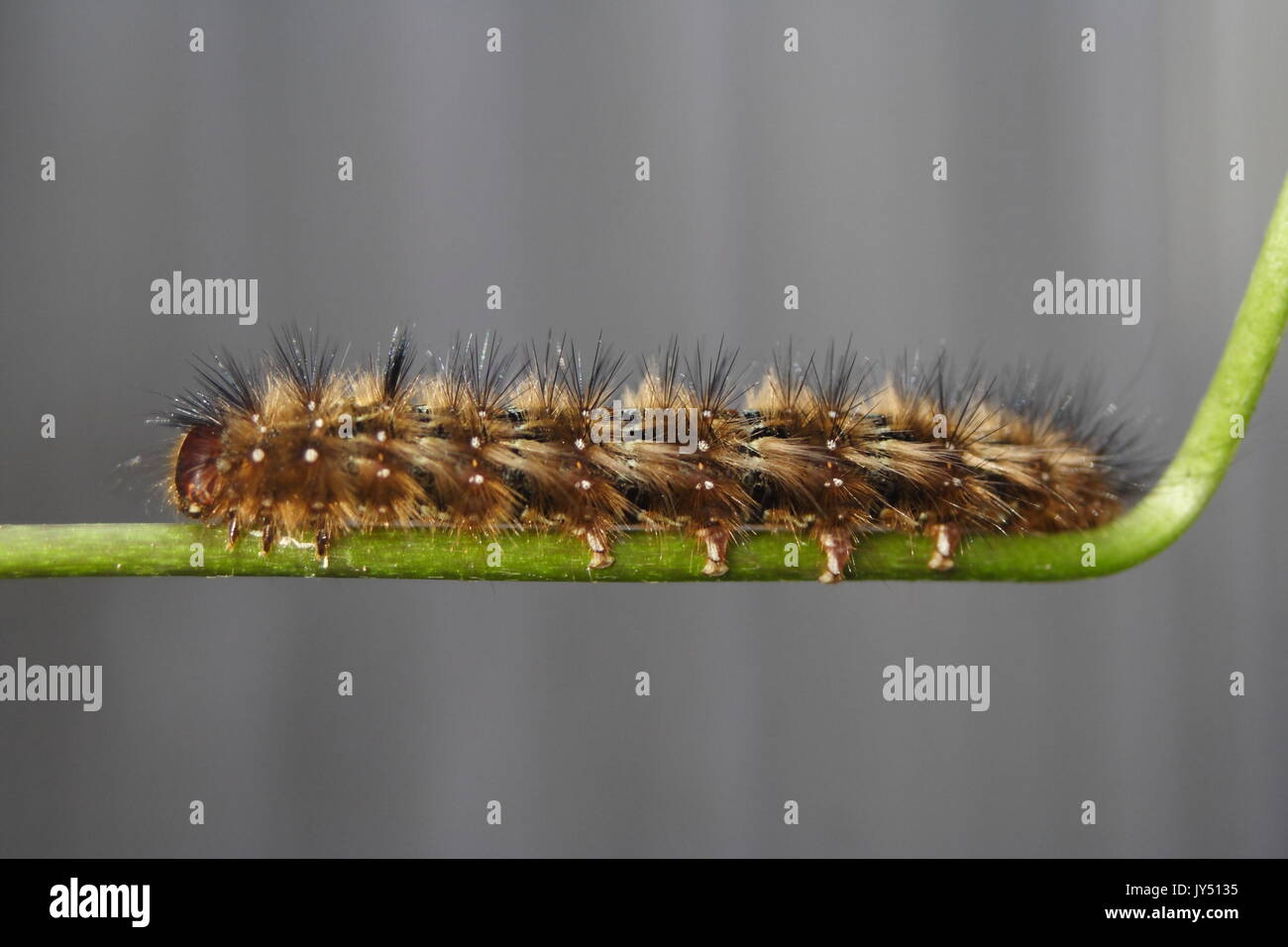 https://c8.alamy.com/comp/JY5135/caterpillar-anthela-acuta-JY5135.jpg