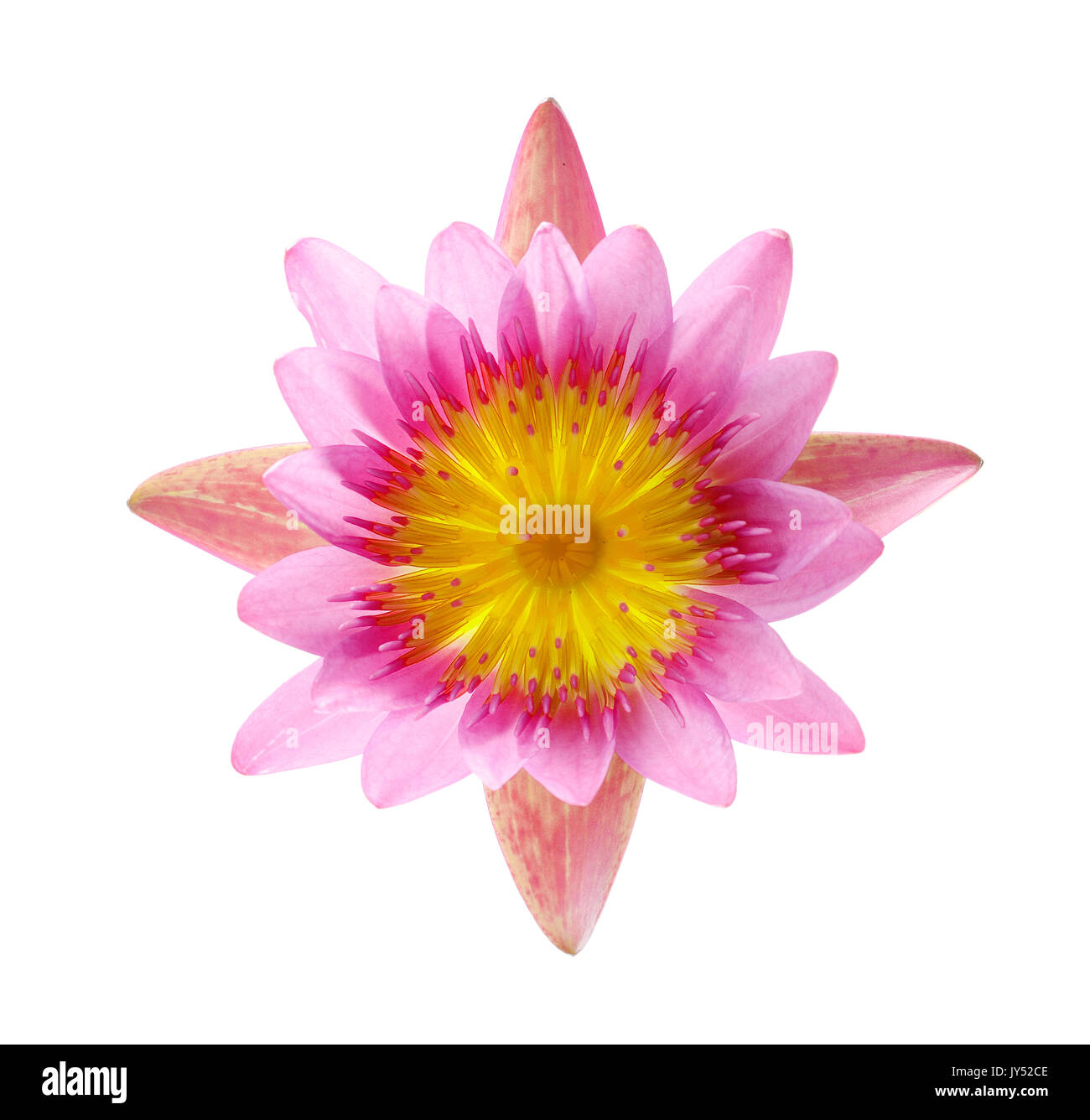Close up blooming water lily or lotus flower isolated on white Stock ...