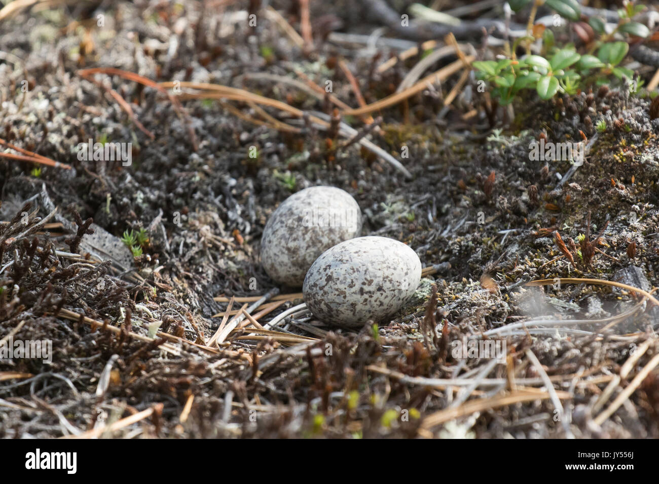 Common Nighthawk Chordeiles minor nest and eggs Stock Photo 154392522 Alamy