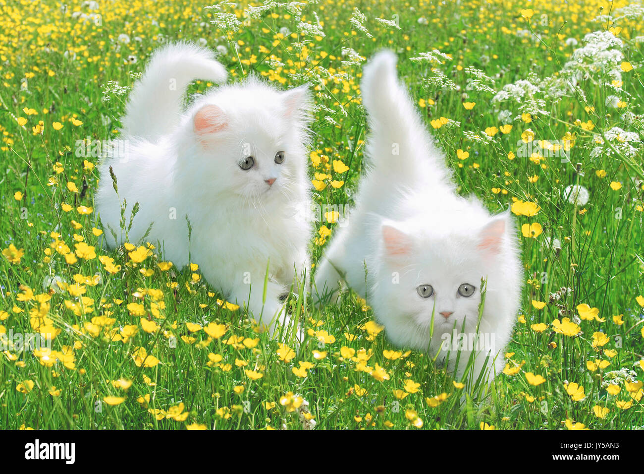 Young white cats on the blooming flower grass outdoor Stock Photo