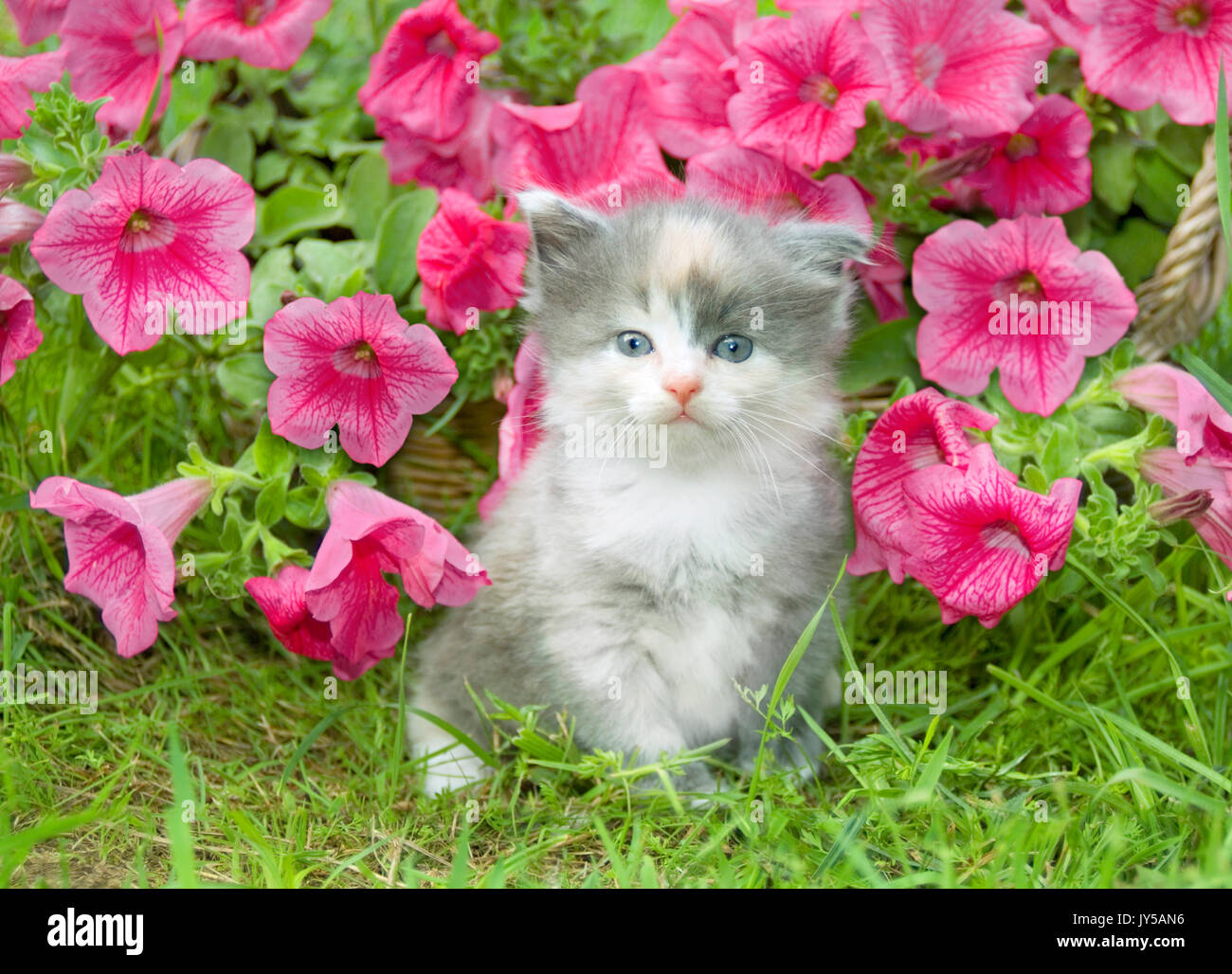 Young small cat in the flowers outdoor Stock Photo