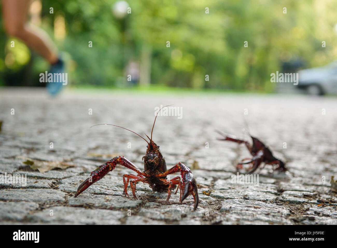 Berlin, Germany. 18th Aug, 2017. Two Louisiana crawfish (Procambarus clarkii) walking along a road in the Tiergarten in Berlin, Germany, 18 August 2017. Photo: Gregor Fischer/dpa/Alamy Live News Stock Photo