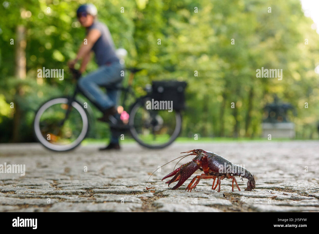 dpatop - A cyclist looking at a Louisiana crawfish (Procambarus clarkii) walking along a road in the Tiergarten in Berlin, Germany, 18 August 2017. Photo: Gregor Fischer/dpa Stock Photo