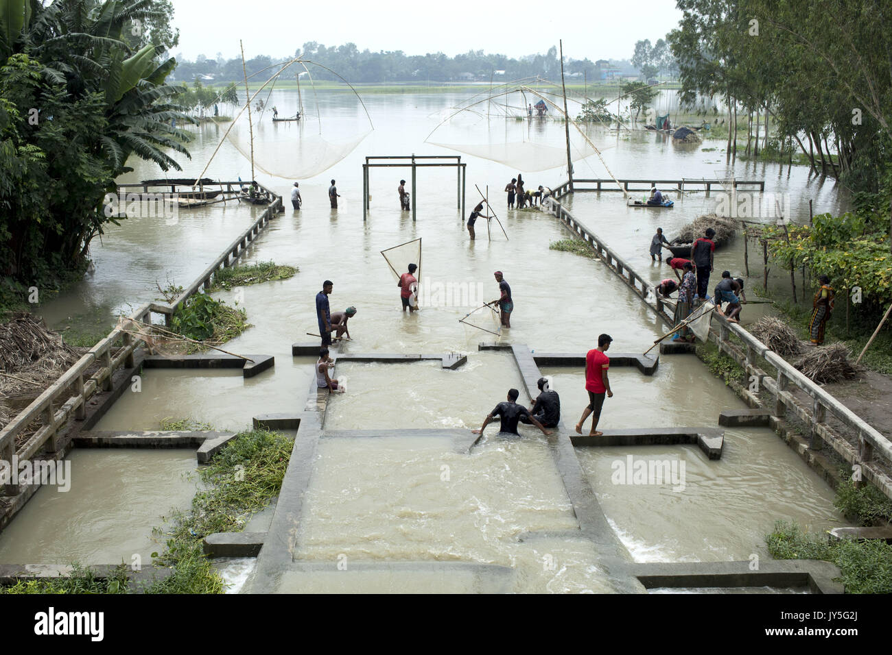 August 17, 2017 Bogra, Bangladesh. 17th Aug, 2017. People catch fish ...