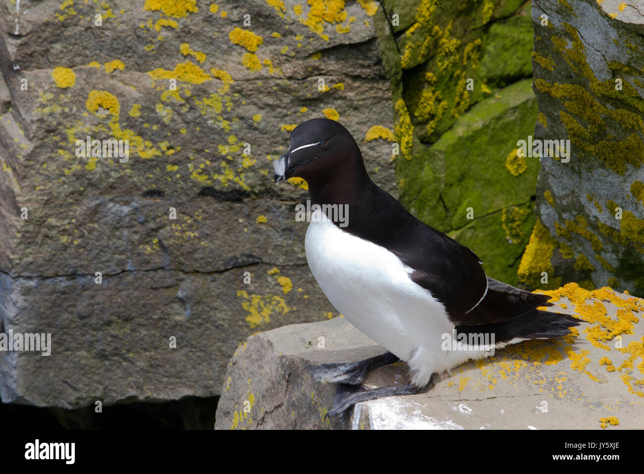 Razorbill perched on cliff Stock Photo