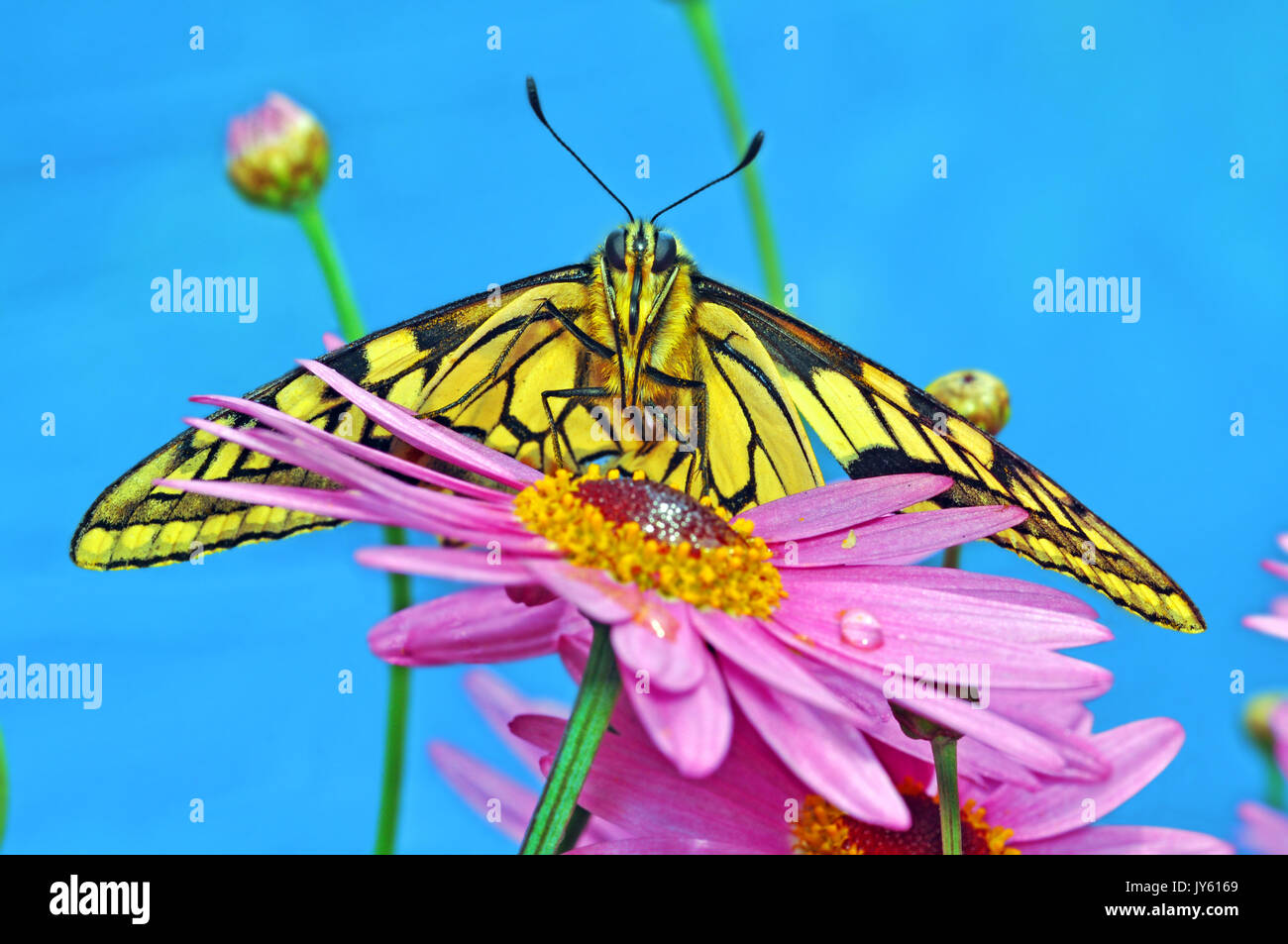 English Swallowtail Butterfly (Papilio machaon britannicus Stock Photo
