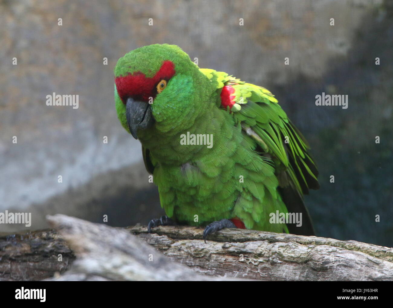 Serrana hi-res stock photography and images - Page 3 - Alamy