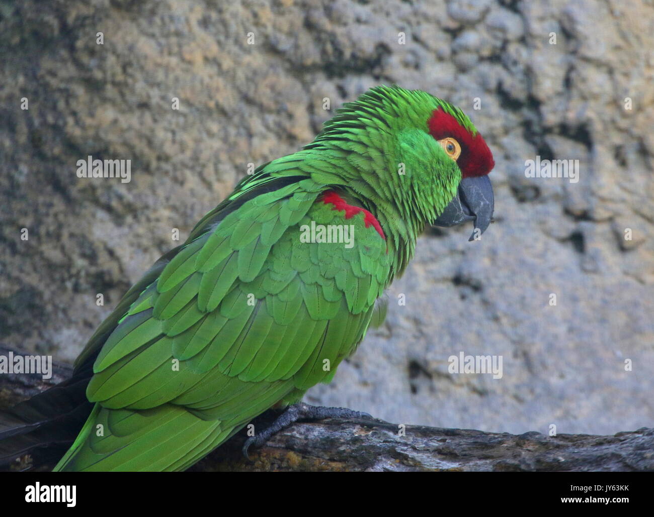 Mexican Thick billed parrot (Rhynchopsitta pachyrhyncha), found primarily in the Sierra Madre Occidental mountain range Stock Photo