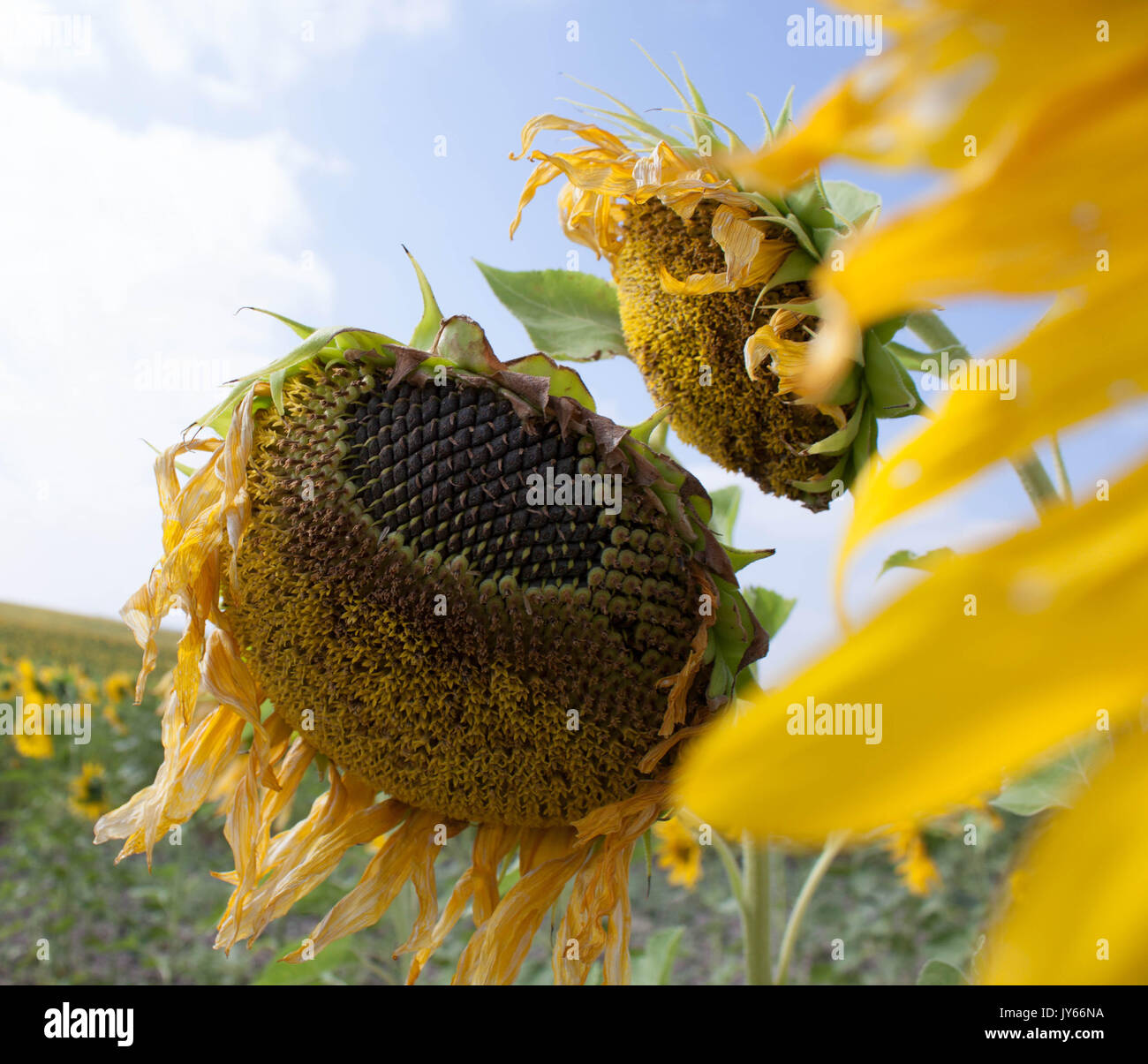 dry sunflower heads with seeds in a oil plantation in spain Stock Photo