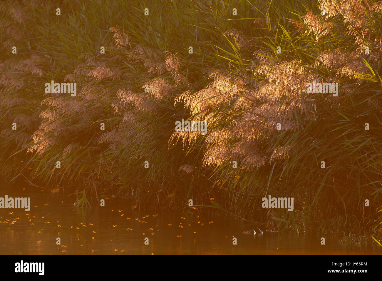Bank of common reeds hi-res stock photography and images - Alamy