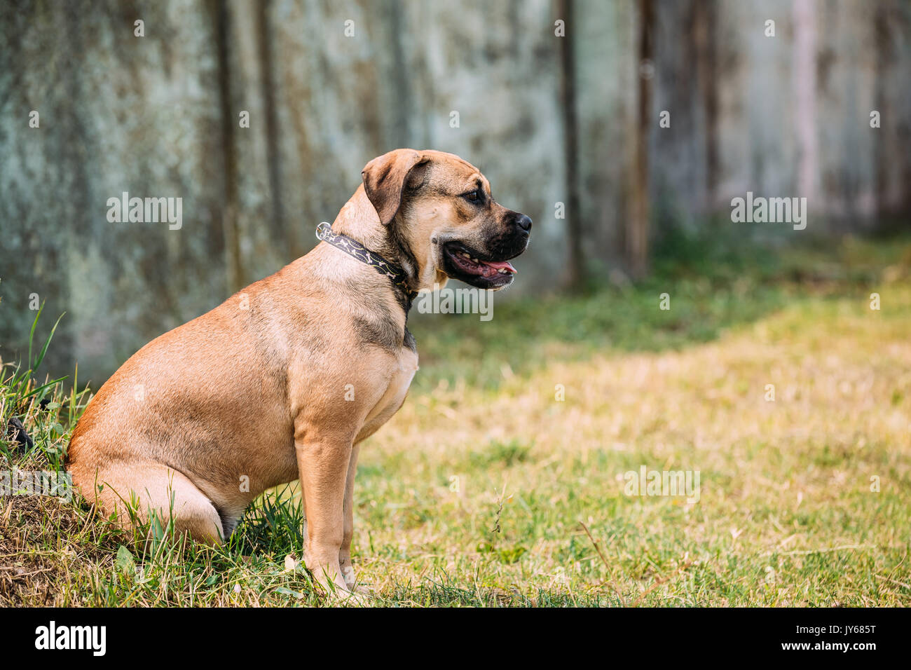 Ca De Bou Or Perro De Presa Mallorquin Puppy Sit Outdoor On Green Grass. Typical Molossian Dog Stock Photo