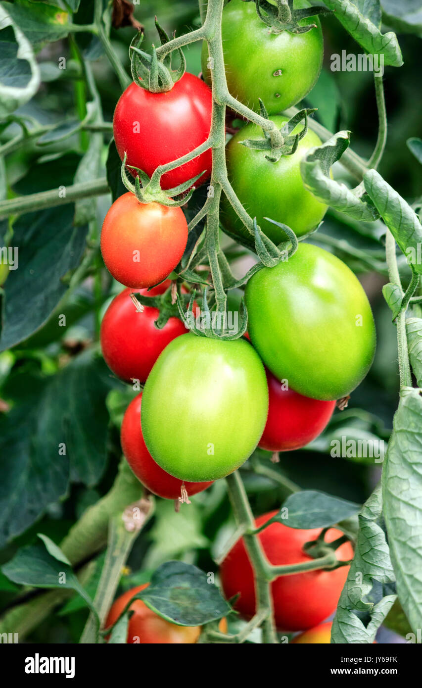 Red and green growing tomatoes in a greenhouse Stock Photo - Alamy
