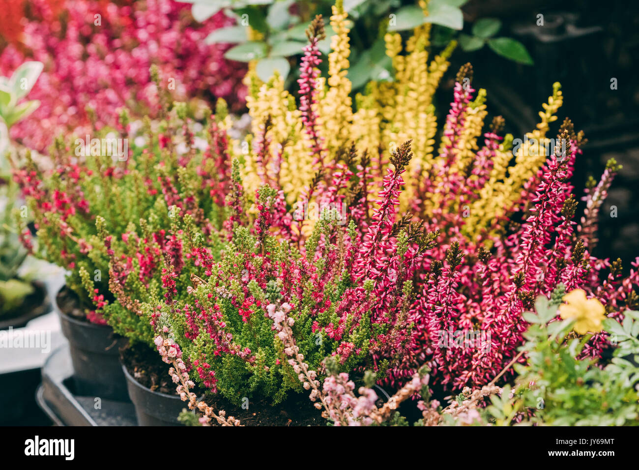 Bush Of Calluna Plant With Pink Flowers In Pot In Flower Store Market. Stock Photo