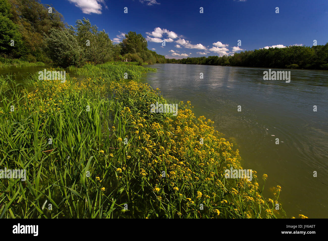 Rorippa amphibia, great yellowcress on the banks of the Drava River, Croatia Stock Photo