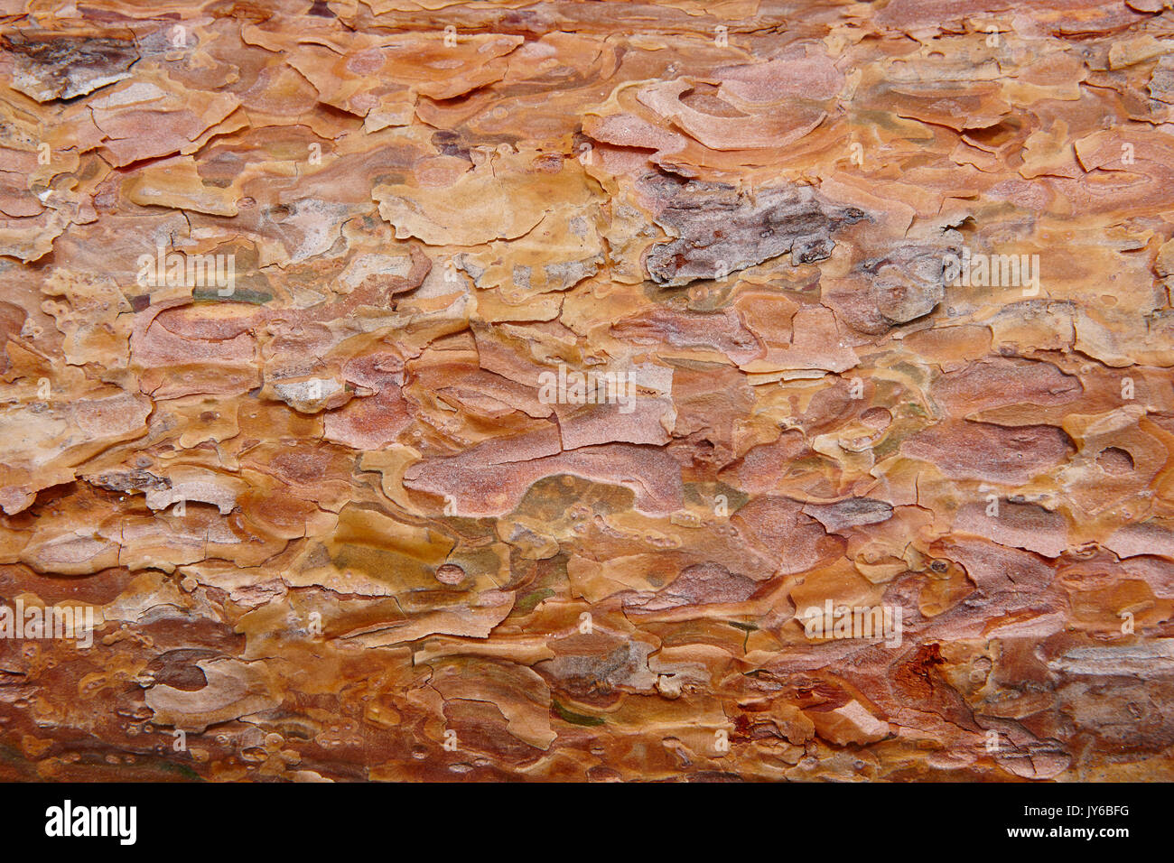 Pine wood bark section detail. Timber industry. Nature background ...