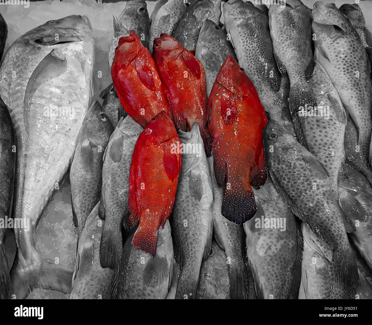 Red Fish Stock Photo