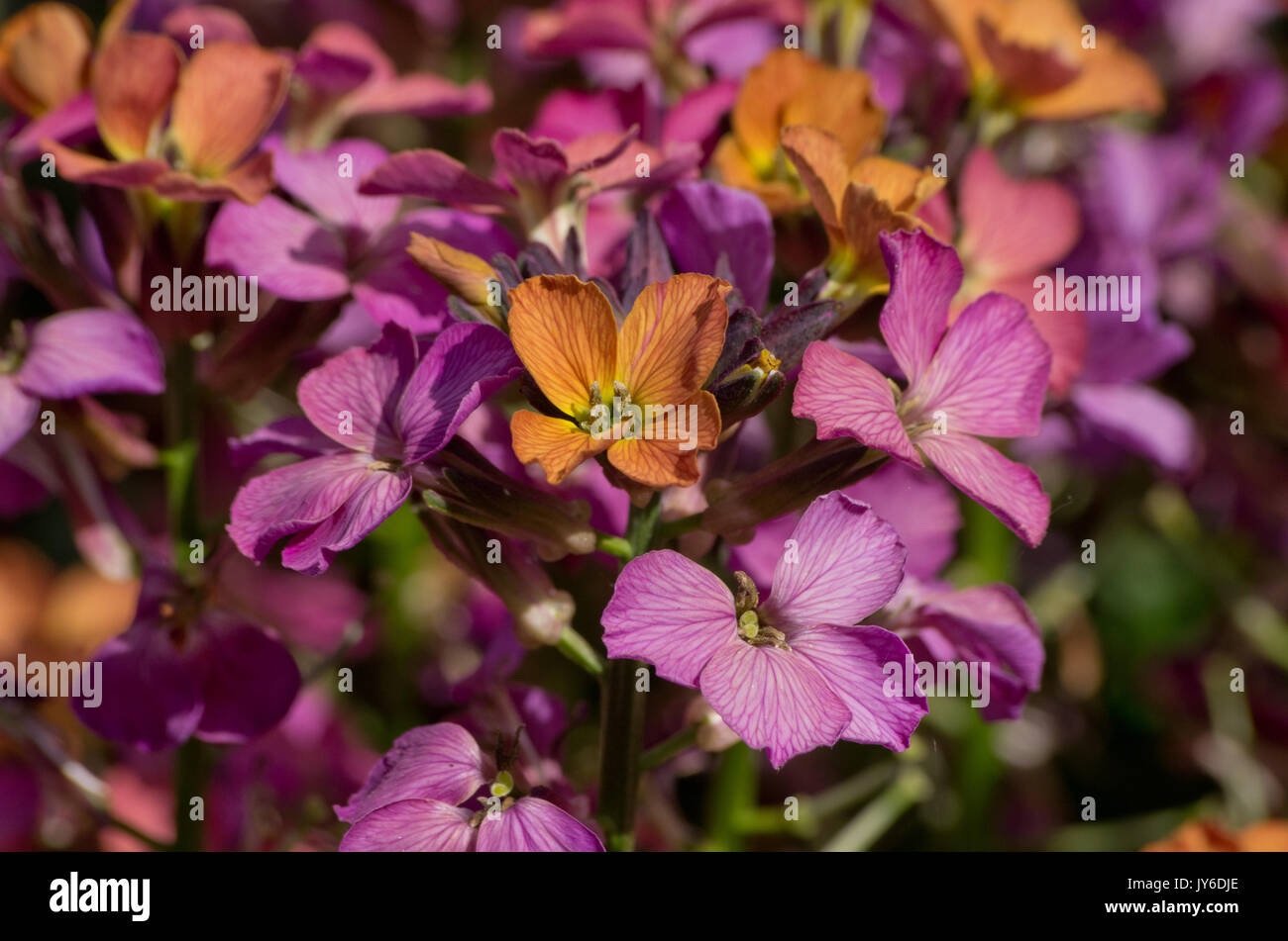 Erysimum Constant Cheer Stock Photo