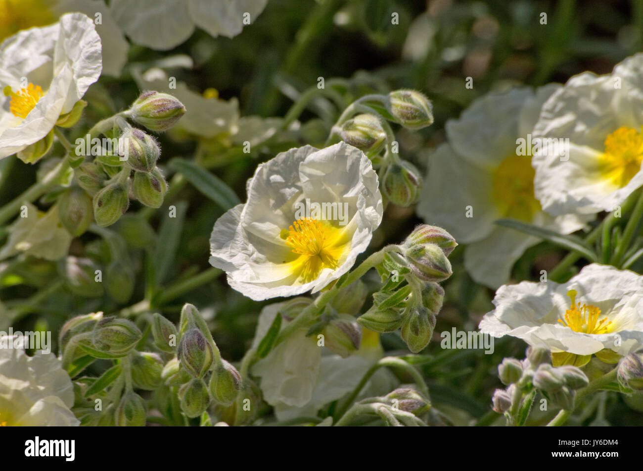 Helianthemum 'The Bride' Stock Photo