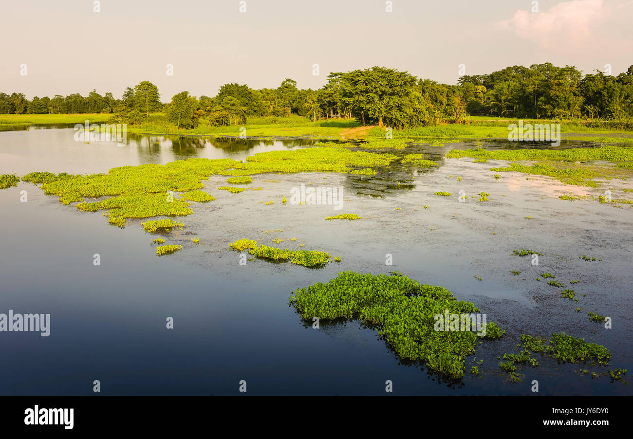 Flora of assam hi-res stock photography and images - Alamy