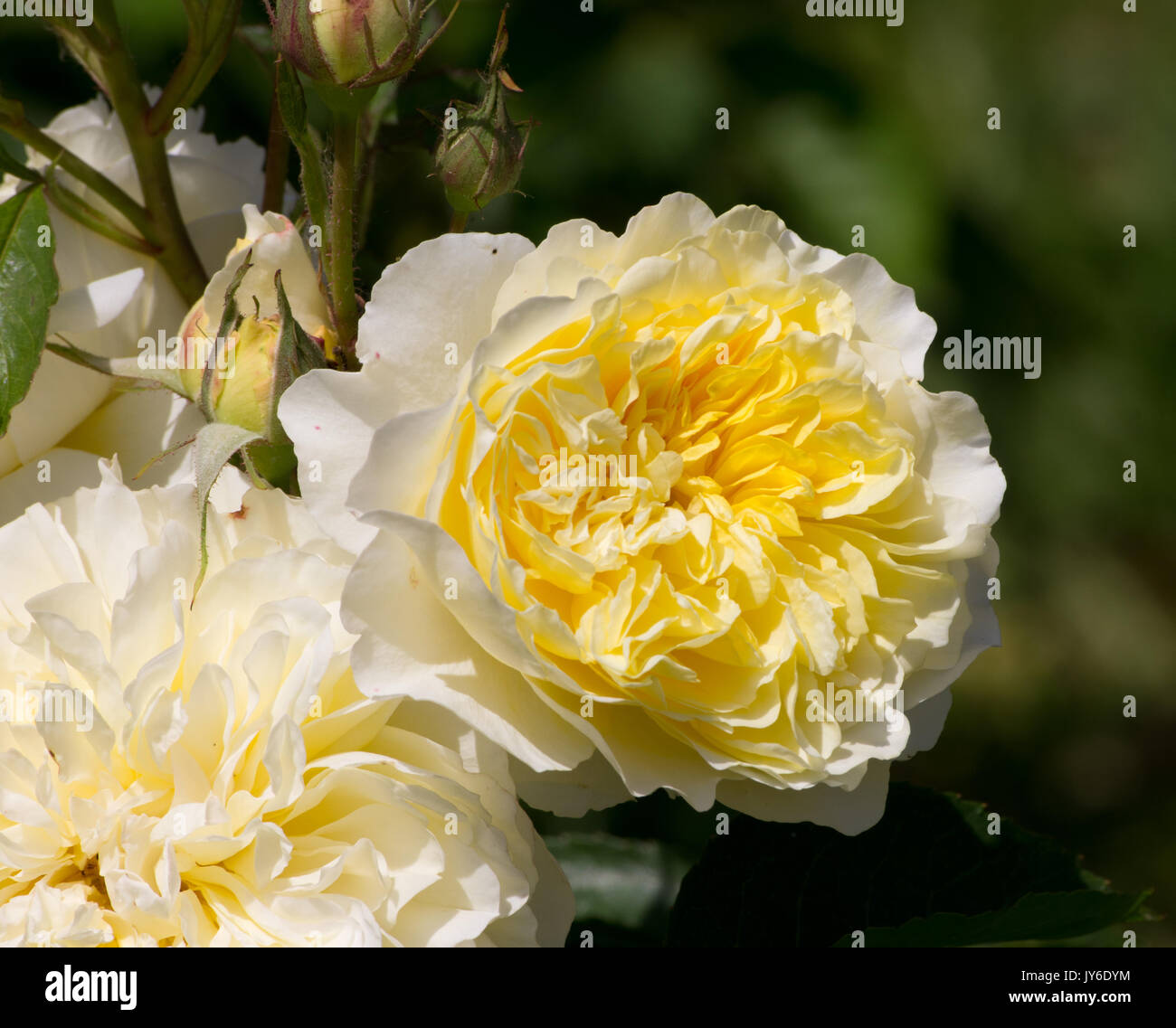 The pilgrim climbing rose hires stock photography and images Alamy