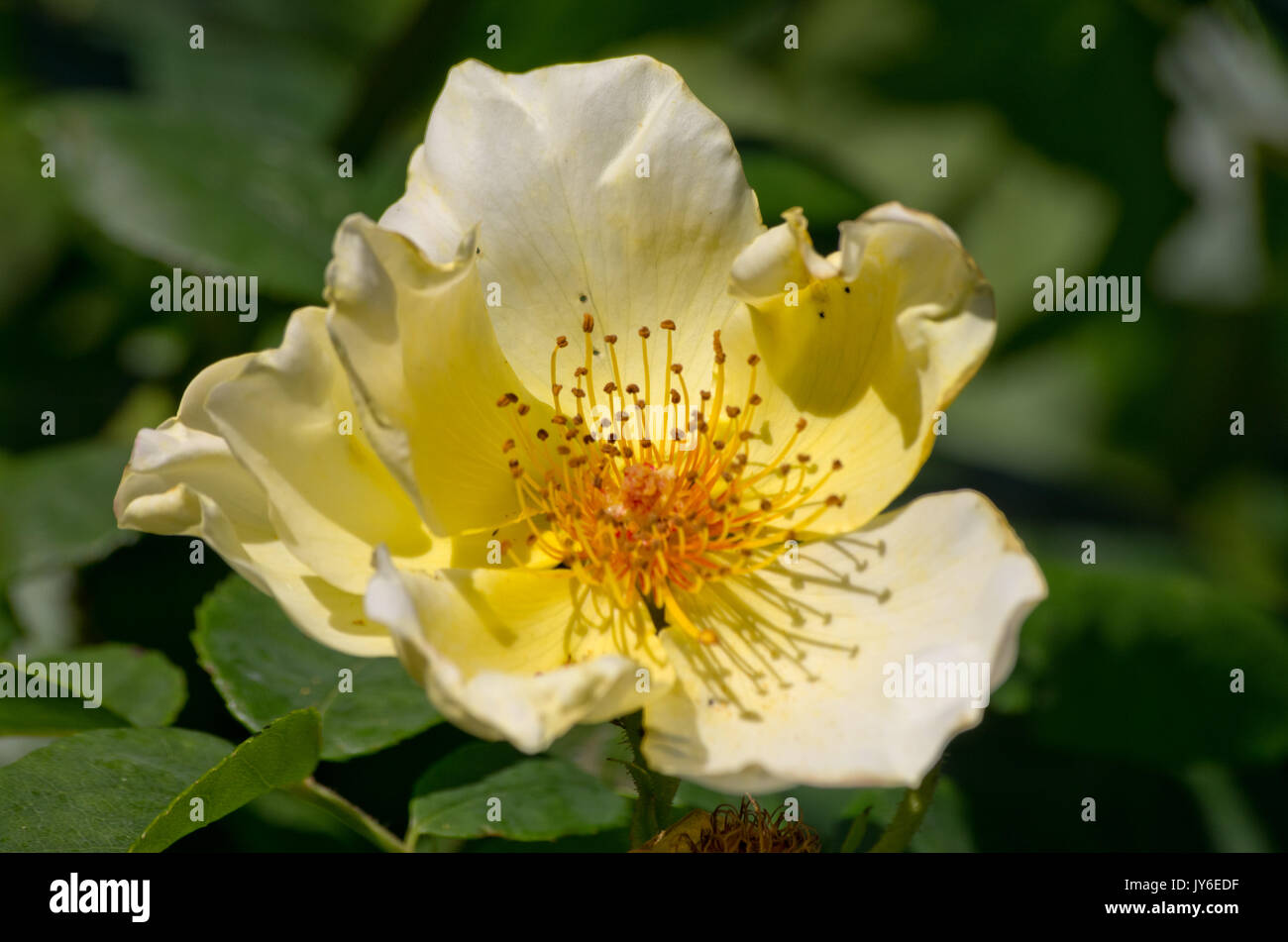 Golden wings rose hi-res stock photography and images - Alamy