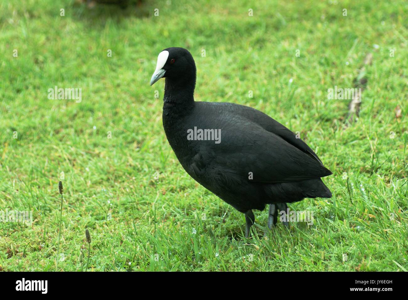 Australian Coot, New Zealand Stock Photo
