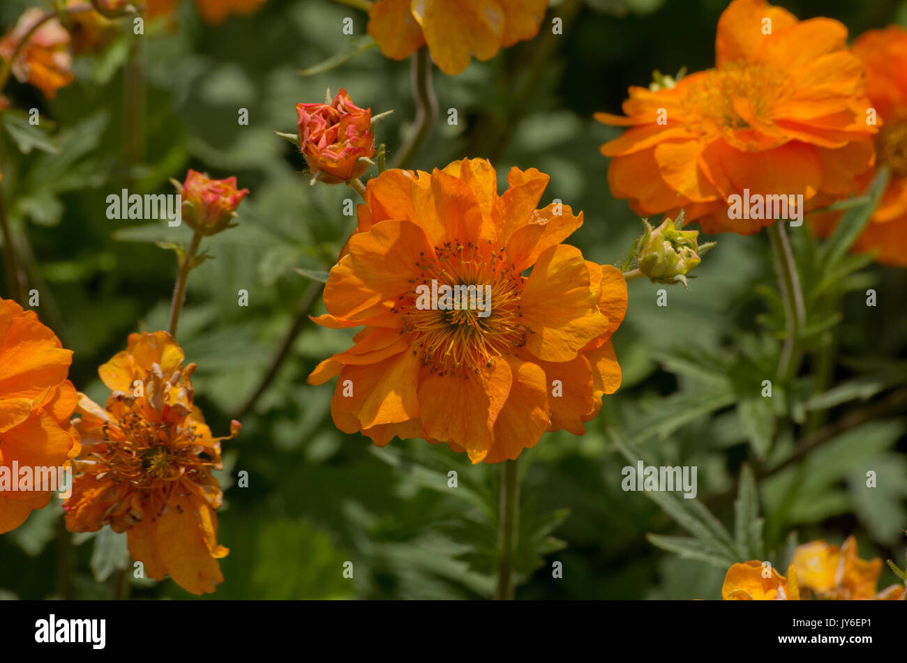 Geum Firestorm Stock Photo Alamy Geum Firestorm Stock Photo Alamy