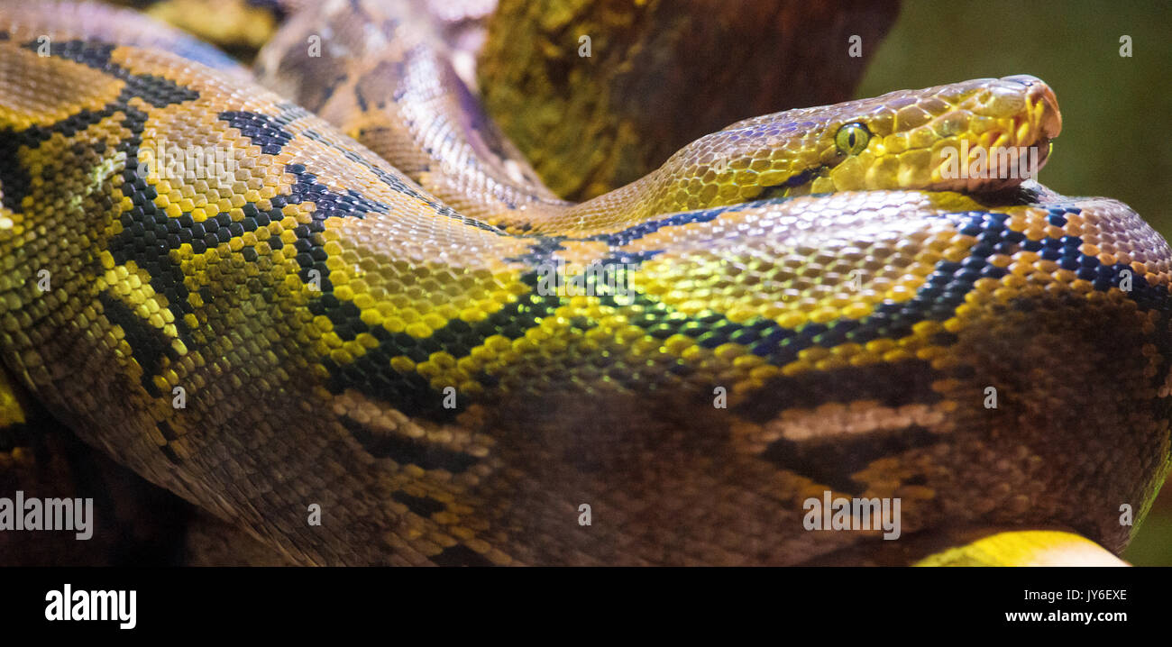 Burmese Python Stock Photo